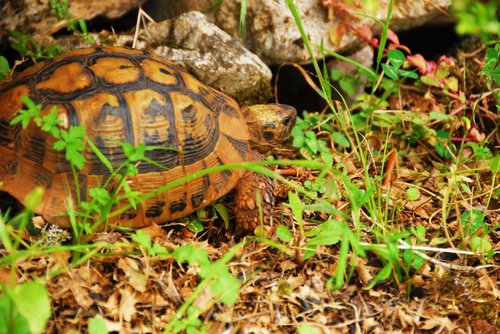 Helouna - Tortoise
