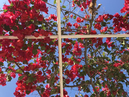 Bouganvillea Again
