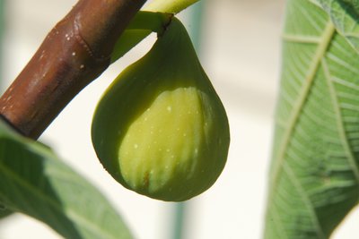 Loukia Figs